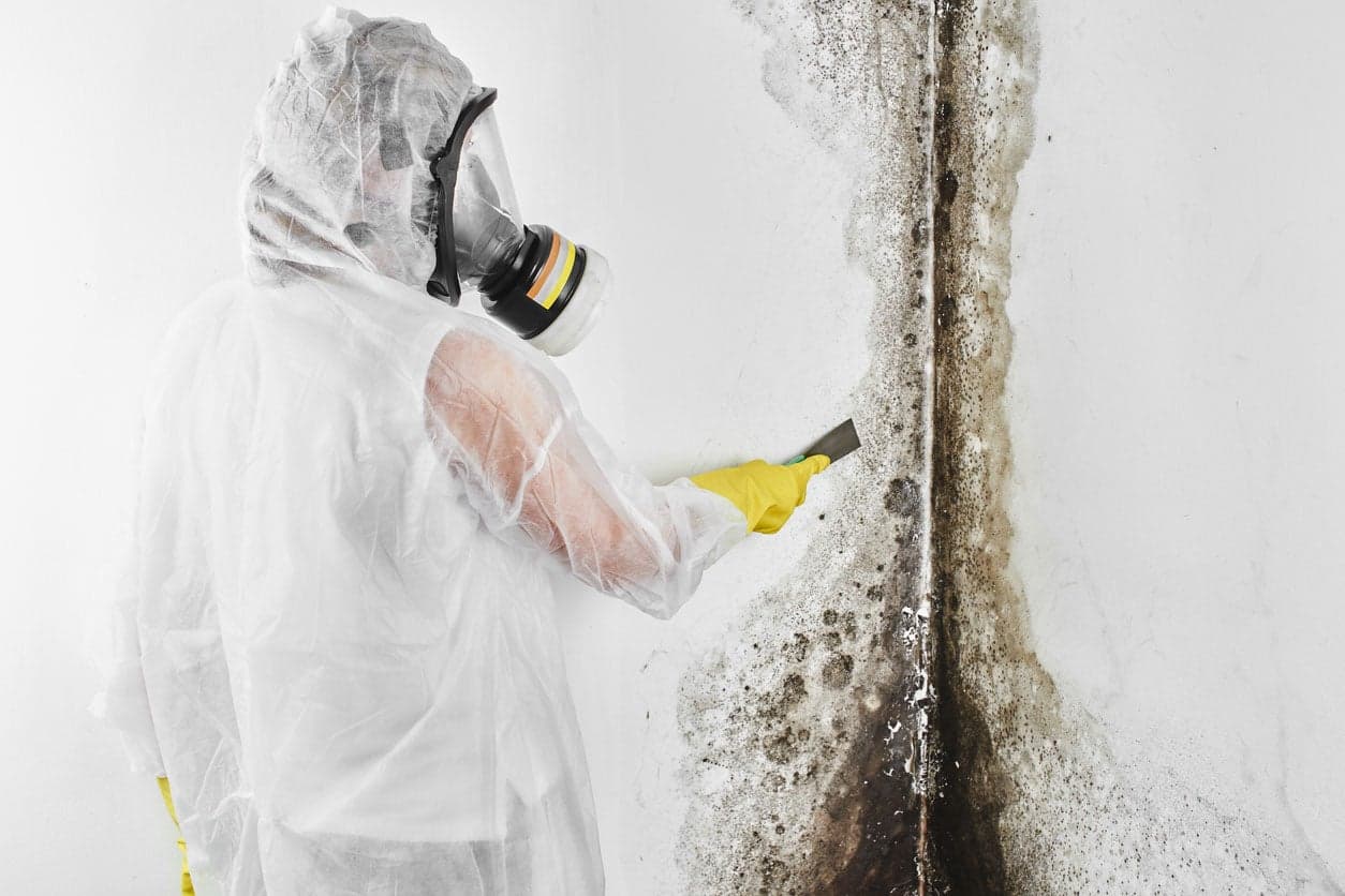 How to Deal with Basement Mold: The Essential Guide by "Mr. Mold"