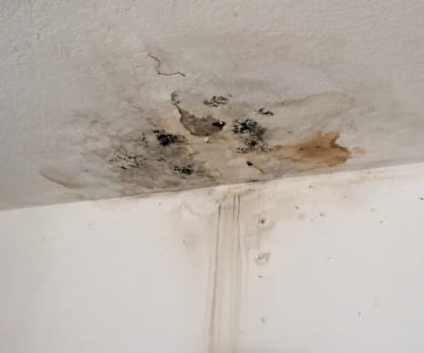 Black Mold Growth on Ceiling from Water Leak